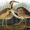 Bittern Birds Diamond Painting