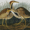 Bittern Birds Diamond Painting