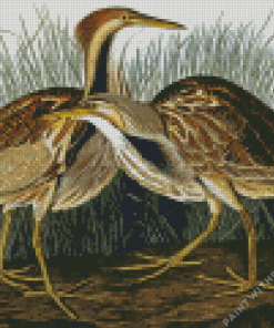Bittern Birds Diamond Painting