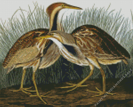 Bittern Birds Diamond Painting