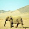 Desert Elephant Diamond Painting