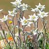 Edelweiss Flower Diamond Painting