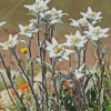 Edelweiss Flower Diamond Painting