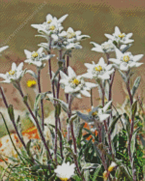 Edelweiss Flower Diamond Painting