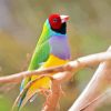 Gouldian Finch Diamond Painting