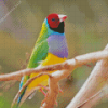 Gouldian Finch Diamond Painting