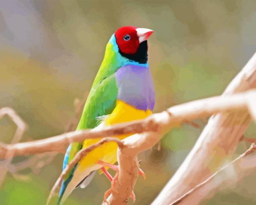 Gouldian Finch Diamond Painting