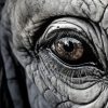 Monochrome Elephant Eye Diamond Painting