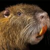 Nutria Diamond Painting