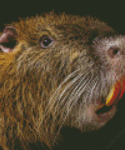 Nutria Diamond Painting