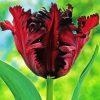 Parrot Tulips Diamond Painting