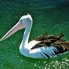 Pelican Bird On Water Diamond Painting