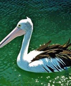 Pelican Bird On Water Diamond Painting