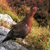 Red Grouse Diamond Painting