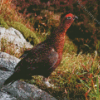 Red Grouse Diamond Painting