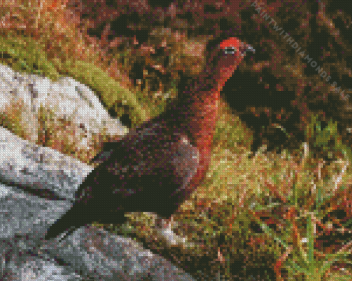 Red Grouse Diamond Painting