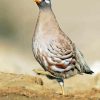 Sand Partridge Bird Diamond Painting