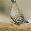 Sand Partridge Bird Diamond Painting