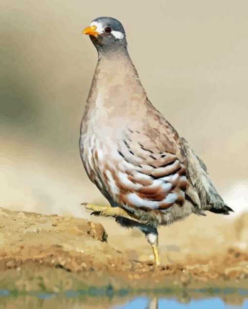 Sand Partridge Bird Diamond Painting