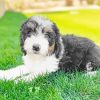 Sheepadoodle Diamond Painting