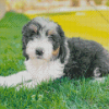 Sheepadoodle Diamond Painting