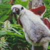 Sifaka Diamond Painting