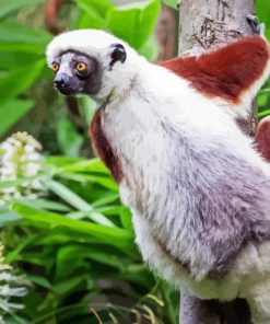 Sifaka Diamond Painting