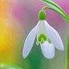 Snowdrops Flower Diamond Painting