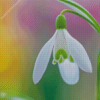 Snowdrops Flower Diamond Painting