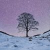 Sycamore Gap Diamond Painting