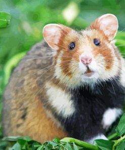 Syrian Hamster Diamond Painting