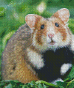 Syrian Hamster Diamond Painting