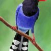 Taiwan Blue Magpie Diamond Painting