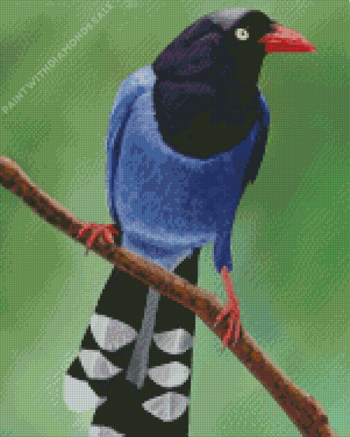 Taiwan Blue Magpie Diamond Painting