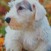 The Sealyham Terrier Diamond Painting