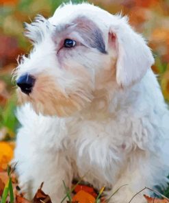 The Sealyham Terrier Diamond Painting