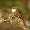 Treecreeper Diamond Painting