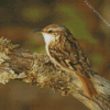 Treecreeper Diamond Painting