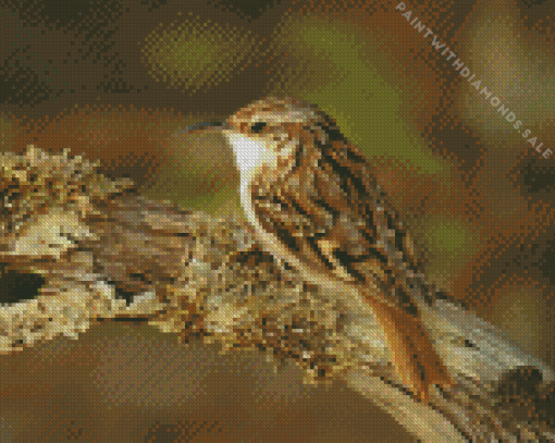 Treecreeper Diamond Painting