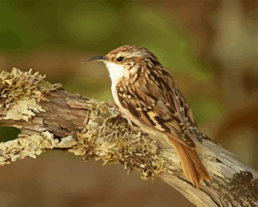 Treecreeper Diamond Painting