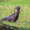 Yellow Tailed Black Cockatoo Diamond Painting