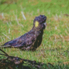 Yellow Tailed Black Cockatoo Diamond Painting