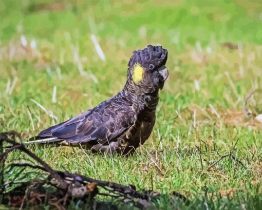 Yellow Tailed Black Cockatoo Diamond Painting