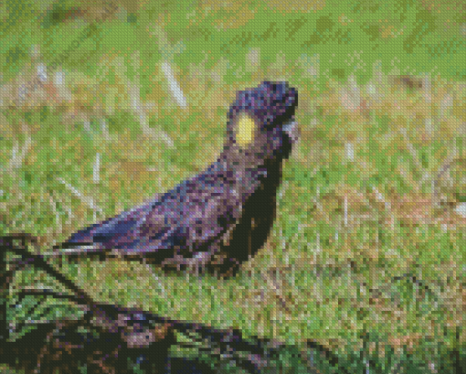 Yellow Tailed Black Cockatoo Diamond Painting