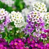 Alyssum Diamond Painting