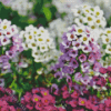 Alyssum Diamond Painting