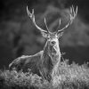 Black And White Elk Diamond Painting