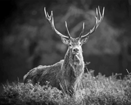 Black And White Elk Diamond Painting