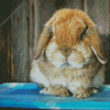 Holland Lop Diamond Painting