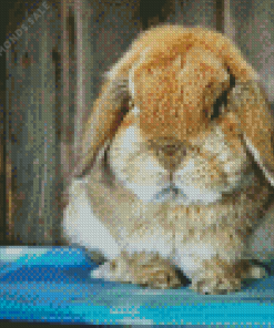 Holland Lop Diamond Painting